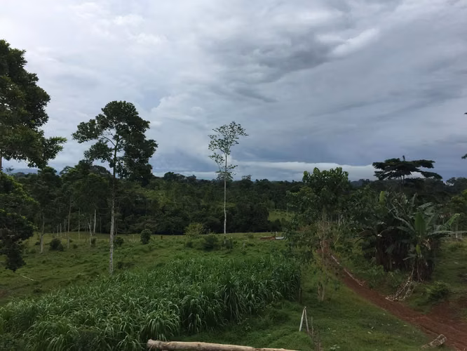Finca 96 Has con río, nacientes, pozo, laguna, repastos y bosque en Cutris Sn Carlos