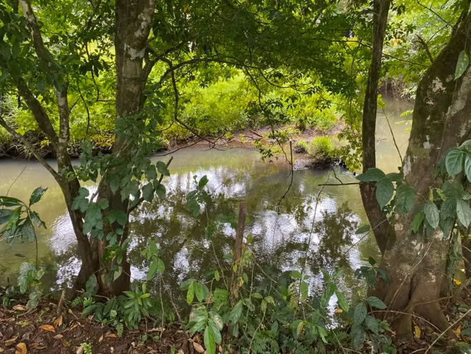 Finca 96 Has con río, nacientes, pozo, laguna, repastos y bosque en Cutris Sn Carlos