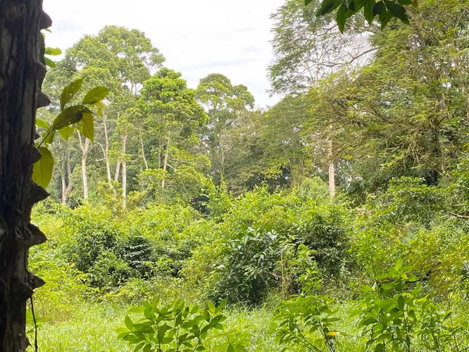 Finca 96 Has con río, nacientes, pozo, laguna, repastos y bosque en Cutris Sn Carlos