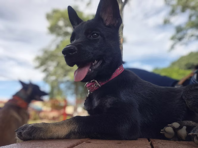 Pastor Belga Malinois