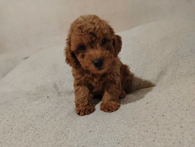 Caniche toy - Imagen 1
