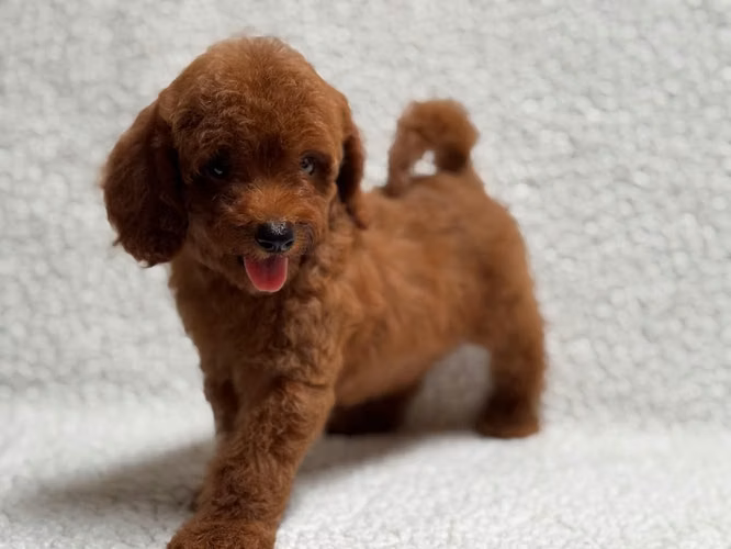 FRENCH POODLE ROJOS