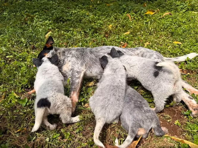 Cachorros boyero Australiano blue heeler