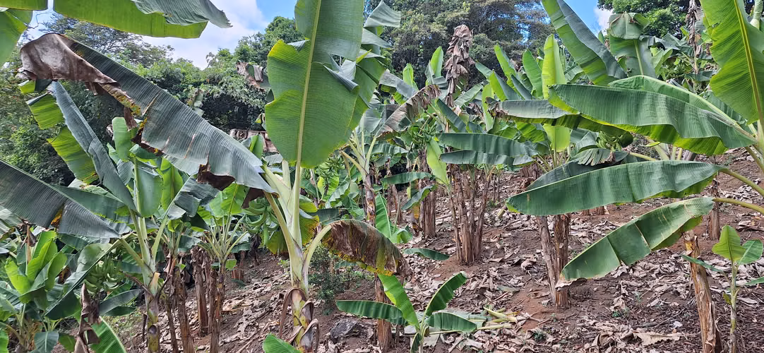Venta de Finca con lago, corral, invernadero y casa container