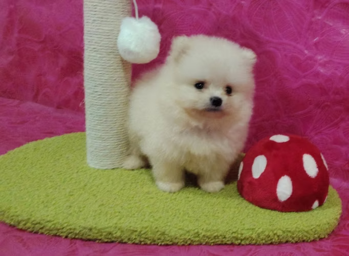 Pomeranian