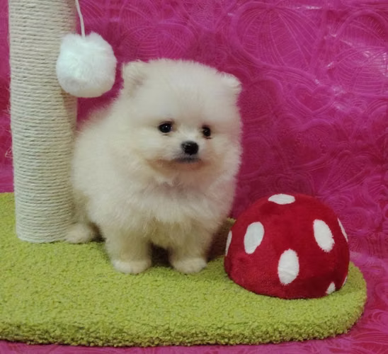 Pomeranian