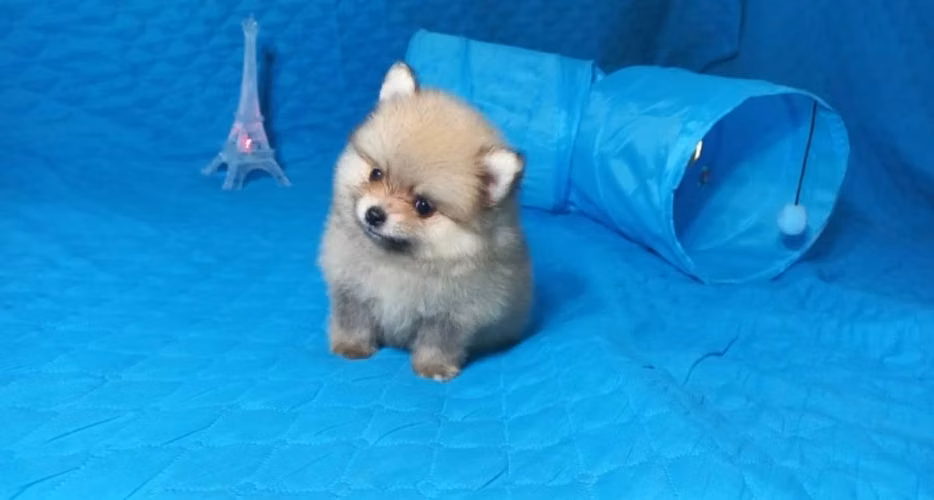 Pomeranian
