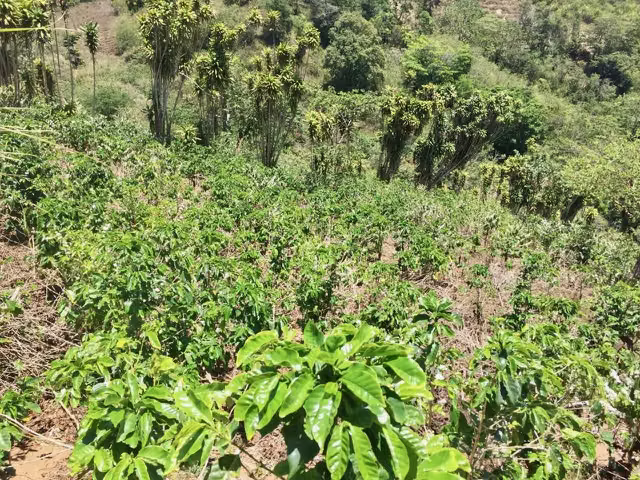 Venta finca San Ramón cafetalera 90 mill colones