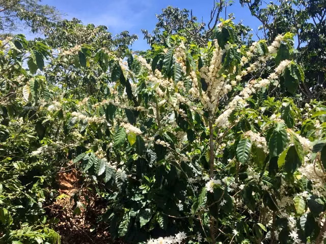 Venta finca San Ramón cafetalera 90 mill colones