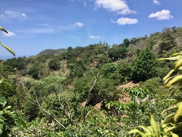 Venta finca San Ramón cafetalera 90 mill colones