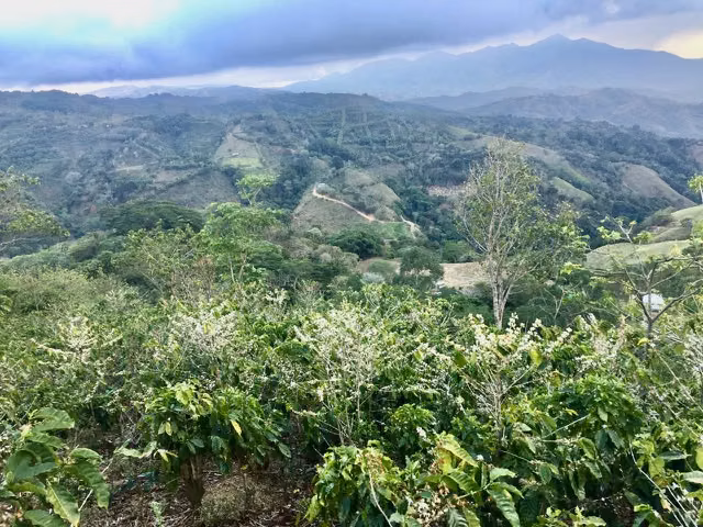 Venta finca San Ramón cafetalera 90 mill colones
