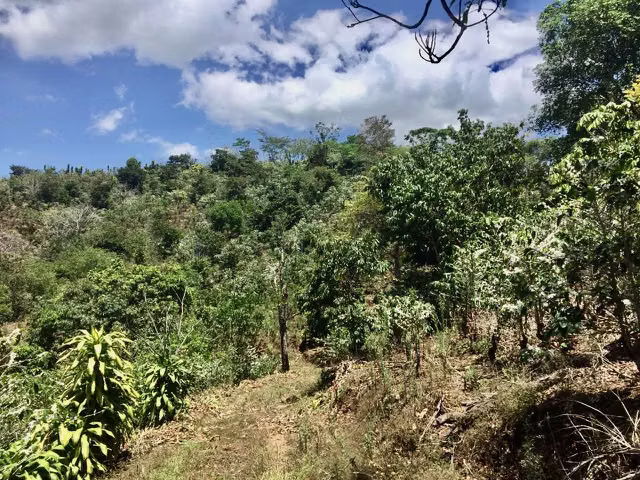 Venta finca San Ramón cafetalera 90 mill colones