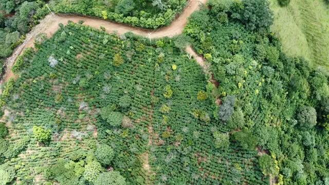 Venta finca San Ramón cafetalera 90 mill colones