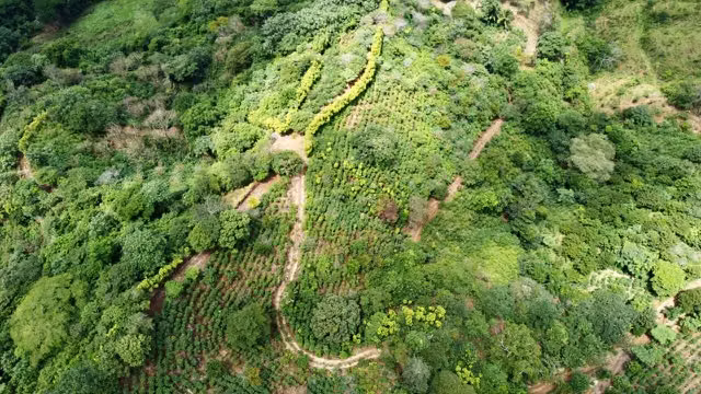 Venta finca San Ramón cafetalera 90 mill colones