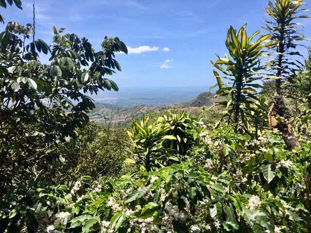Venta finca San Ramón cafetalera 90 mill colones