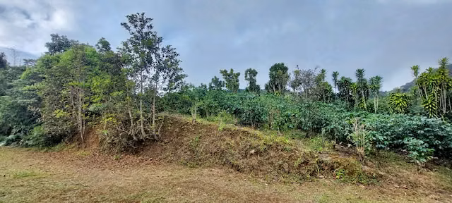 Venta finca San Ramón cafetalera 90 mill colones