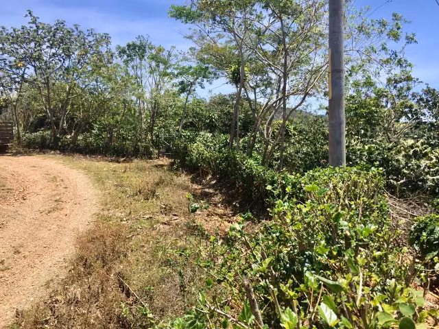 Venta finca San Ramón cafetalera 90 mill colones