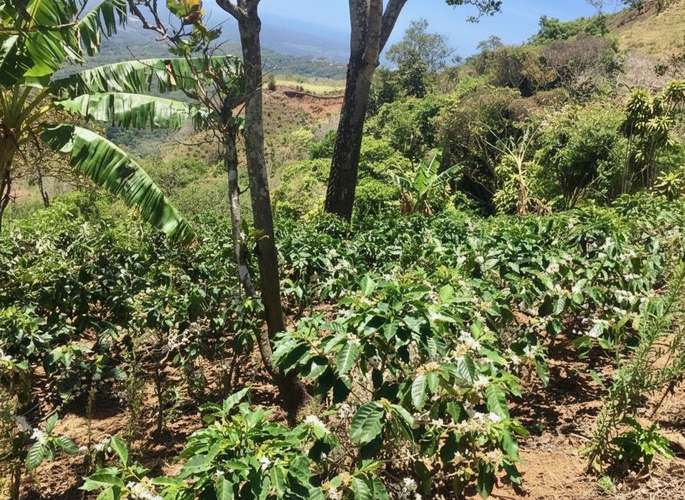Venta finca San Ramón cafetalera 90 mill colones