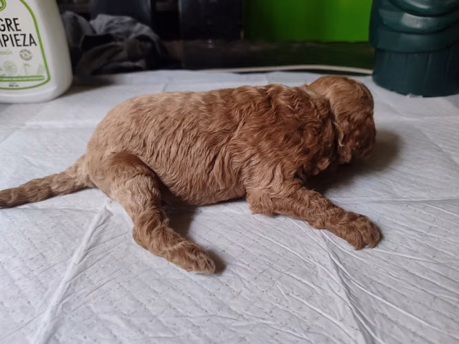 French poodles hembritas toy Rojas y apricort