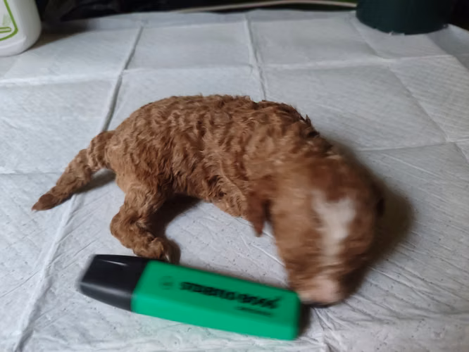 French poodles hembritas toy Rojas y apricort