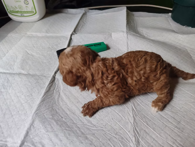 French poodles hembritas toy Rojas y apricort