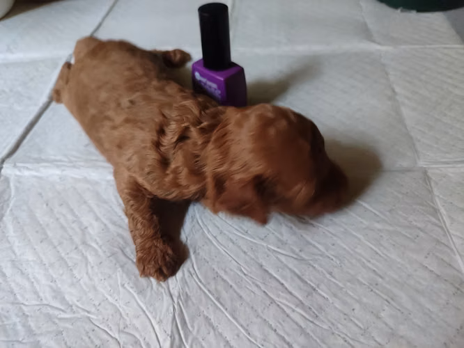 French poodles hembritas toy Rojas y apricort