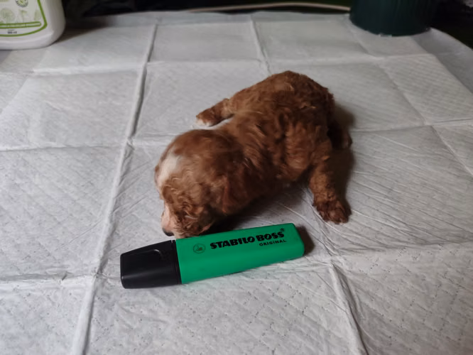 French poodles hembritas toy Rojas y apricort