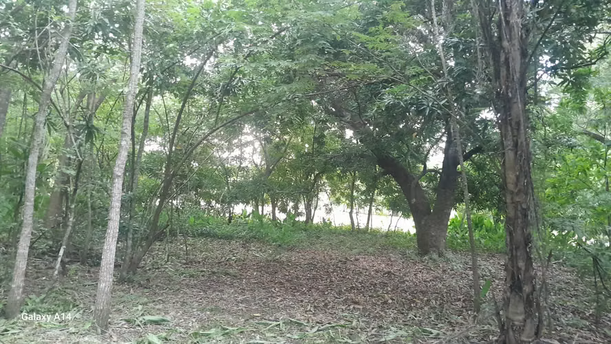 Terreno de 10.000 m² con Cabaña, Bosque y Agua Propia en Guanacaste - Imagen 10