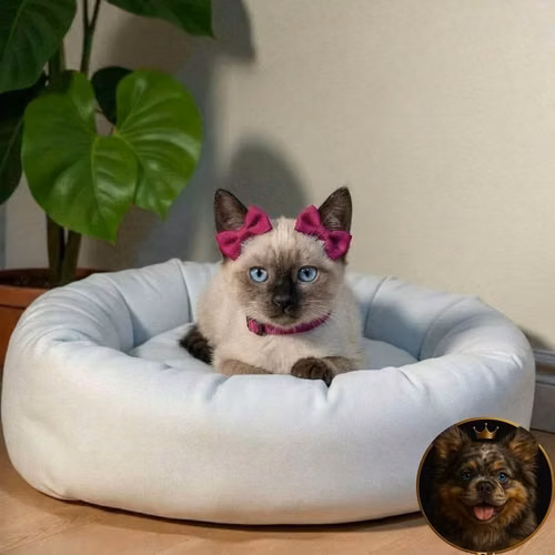 Gatos Siamés