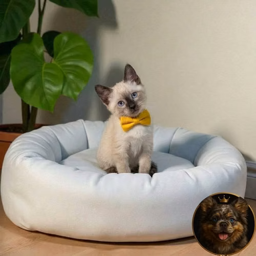 Gatos Siamés