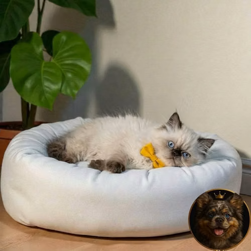 Gatos Himalayos