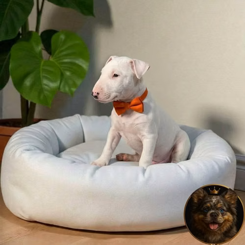Bull Terrier