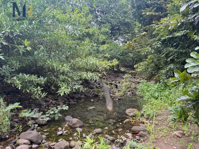 Finca de 85.9 Hectáreas con Río Oportunidad de Inversión Agropecuaria - Imagen 17