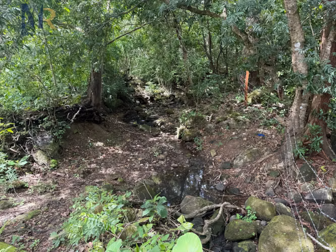 Finca de 85.9 Hectáreas con Río Oportunidad de Inversión Agropecuaria - Imagen 6