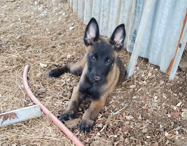 Cachorros pastor belga malinois