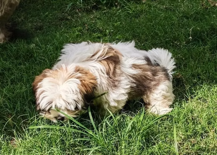 Cachorro Shih Tzu