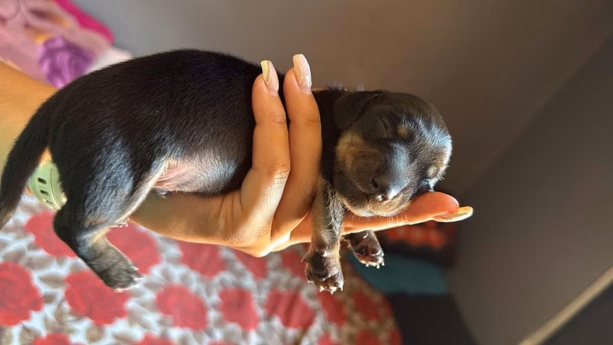 Cachorros salchichas - Imagen 4