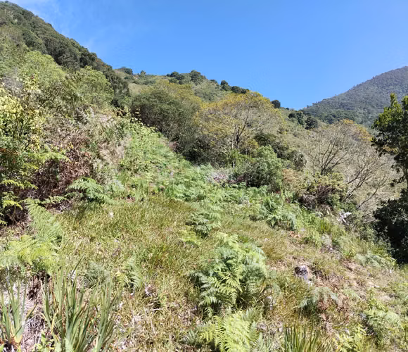  Finca 52 Hectáreas en Copey de Dota | Agua Propia, Mora en Producción y Potencial Agroturístico