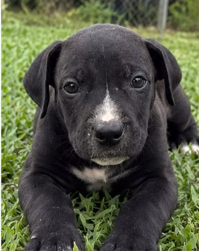 American Staffordshire Terrier macho 2 meses 15 SETIEMBRE 2026