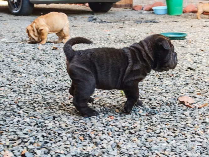 Sharpei