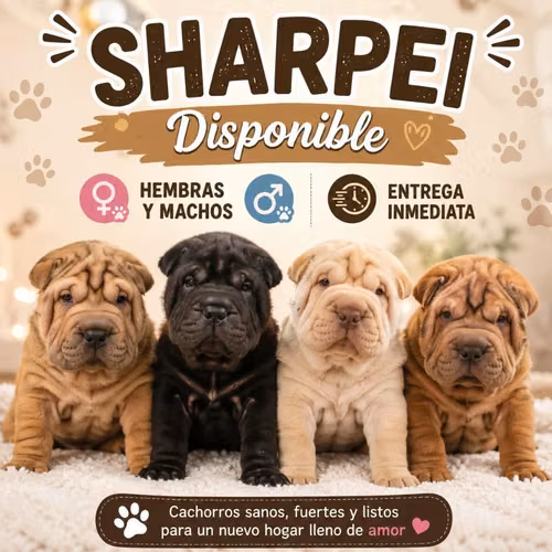 Sharpei