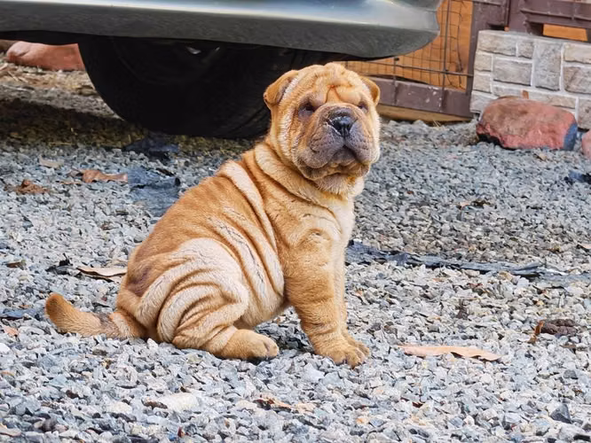 Sharpei