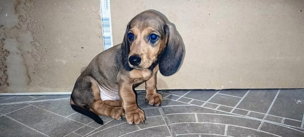 Perrita salchicha - Imagen 3