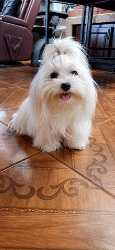 Bichón maltés Macho