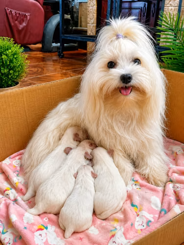 Bichón maltés Macho