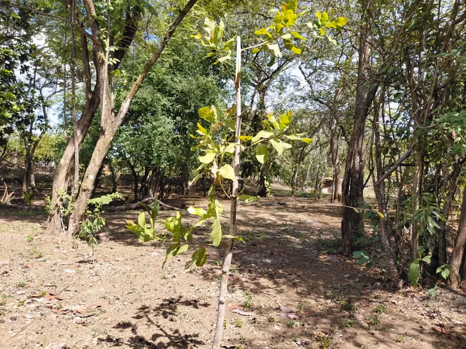 TERRENO GRANDE con casa en venta, Carrillo Guanacaste, Sardinal - Imagen 4