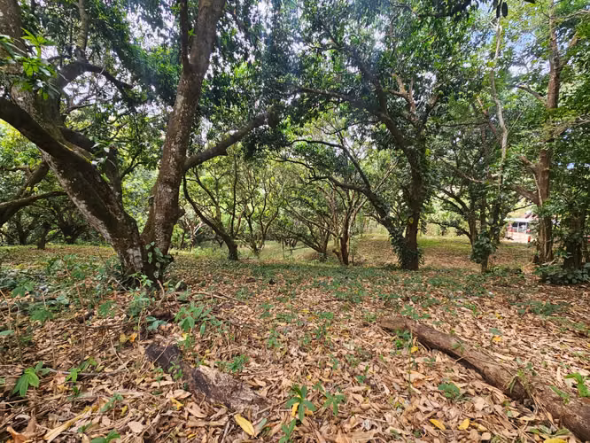 Lote Venta, San Pablo Turrubares | 1.871 m² | Plano | Ideal para Quinta, Airbnb - Imagen 6