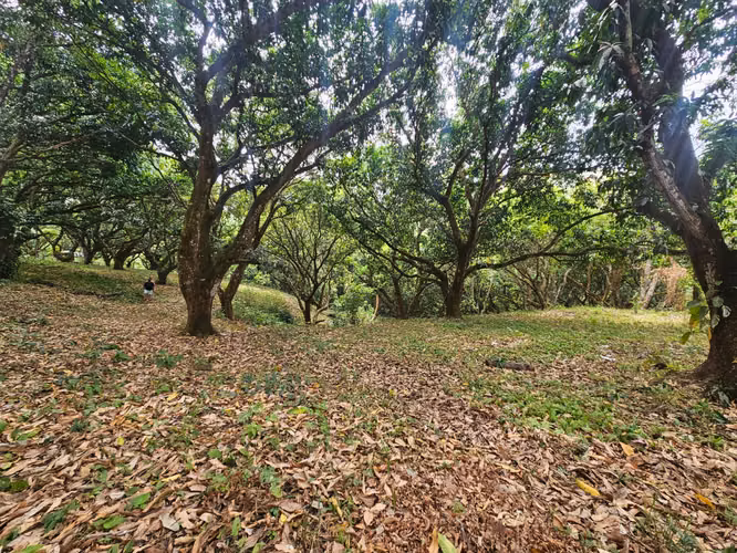 Lote Venta, San Pablo Turrubares | 1.871 m² | Plano | Ideal para Quinta, Airbnb - Imagen 8