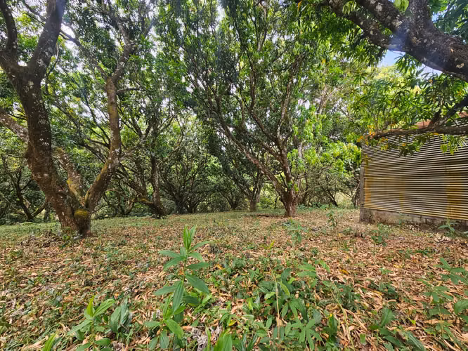 Lote Venta, San Pablo Turrubares | 1.871 m² | Plano | Ideal para Quinta, Airbnb - Imagen 13