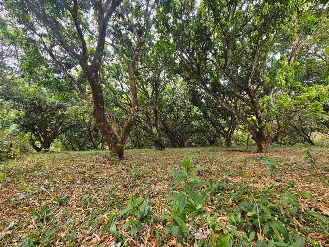 Lote Venta, San Pablo Turrubares | 1.871 m² | Plano | Ideal para Quinta, Airbnb - Imagen 10